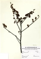 藏品(山胡椒)的圖片